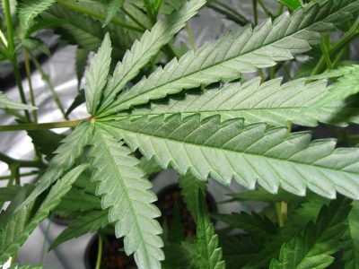 Alexandria Marijuana Possession Attorney